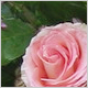 Ceremony Flowers