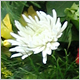 Ceremony Flowers