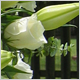 Ceremony Flowers