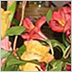 Ceremony Flowers