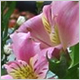 Gift Flowers