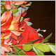 Gift Flowers