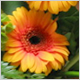 Gift Flowers