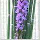 Gift Flowers