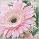Gift Flowers