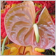 Gift Flowers