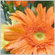 Gift Flowers