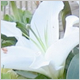 Gift Flowers