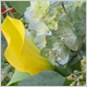 Gift Flowers