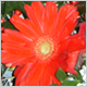 Gift Flowers