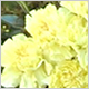 Gift Flowers