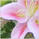 Gift Flowers