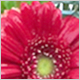 Gift Flowers