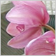 Gift Flowers