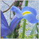Gift Flowers