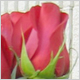 Gift Flowers