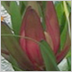 Gift Flowers