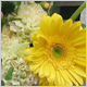 Gift Flowers
