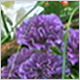 Gift Flowers