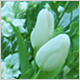 Gift Flowers