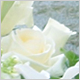 Gift Flowers