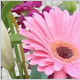 Gift Flowers
