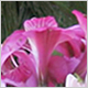 Gift Flowers
