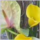 Gift Flowers