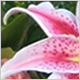 Gift Flowers