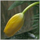 Gift Flowers