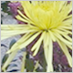 Gift Flowers