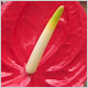 Gift Flowers