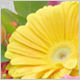 Gift Flowers
