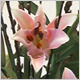 Gift Flowers