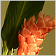 Gift Flowers