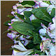 Gift Flowers