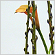 Gift Flowers