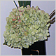 Gift Flowers