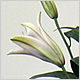 Gift Flowers