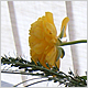 Gift Flowers
