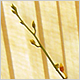 Gift Flowers