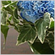 Gift Flowers