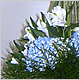 Gift Flowers