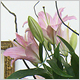 Gift Flowers