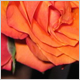 Wedding Flowers
