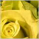 Wedding Flowers