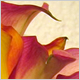 Wedding Flowers