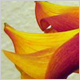 Wedding Flowers