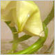 Wedding Flowers