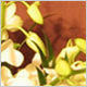 Wedding Flowers